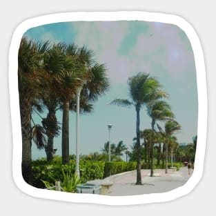 Palm trees photo Miami Florida blue sky palmtree landscape USA nature lovers Sticker